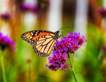 Monarch Butterfly Migration on Kiawah Island